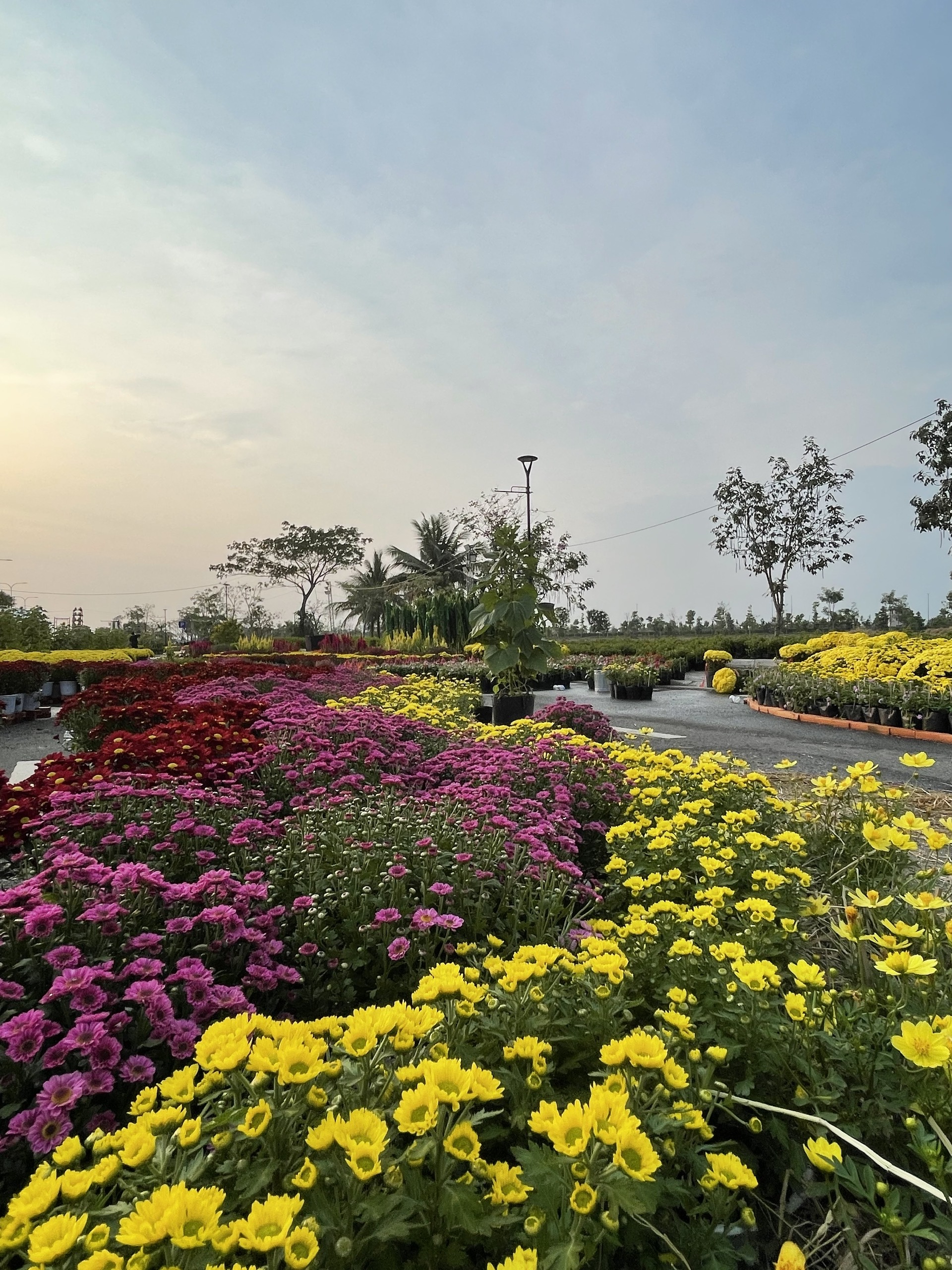 Đường hoa Waterpoint 2026: Hành trình sắc xuân “Trên bến dưới thuyền” - ảnh 3